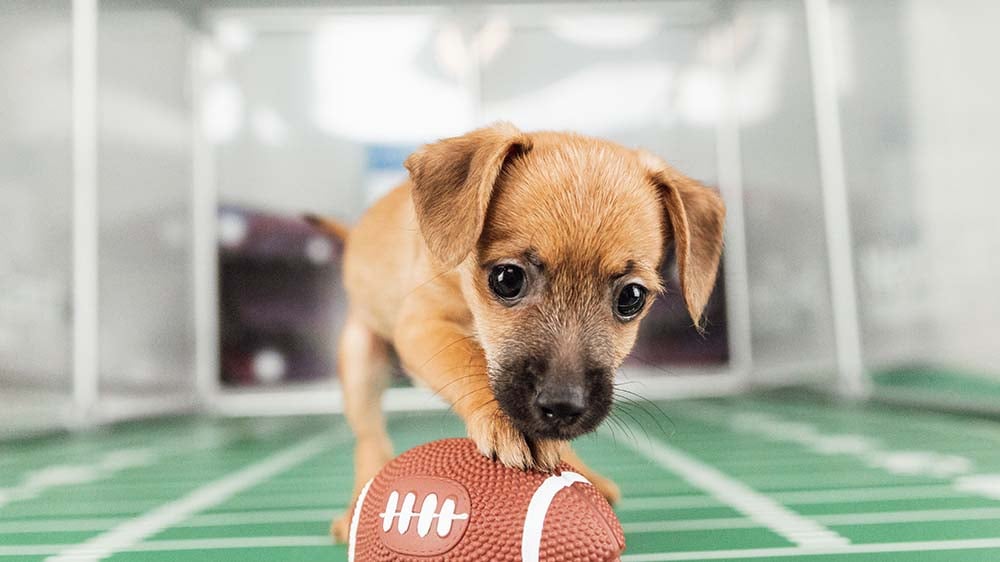 VS-Photograph_20240205_GGC-ShelterBowl_FeaturedPet_Chief_002_©BerkeleyHumane copy